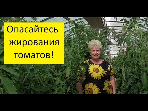 Видео: Подкормка томатов. Три важных совета от опытного огородника!