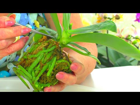 Видео: Пересадка орхидеи "Медвежий Король", из мха в грунт - керамзит + ЦеоФлора.