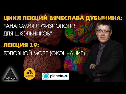 Видео: Вячеслав Дубынин: "Головной мозг. Окончание" (Лекция 19)