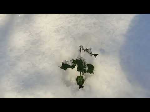 Видео: Вечнозелёное восприятие сада