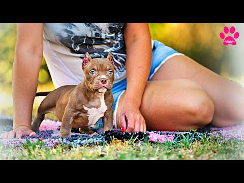 Видео: Фантастические булли! Три нереальных щенка породы Американский Булли - без хозяев!