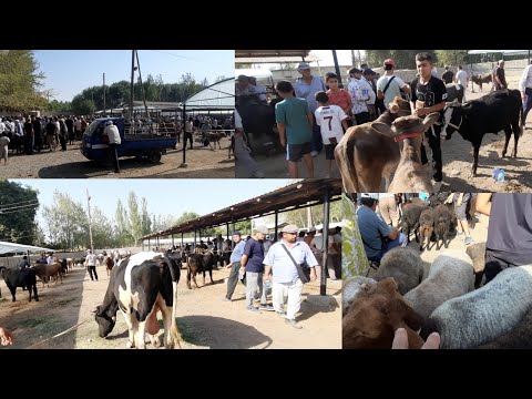 Видео: 07 08 2025 шахрисабз чоршанби мол бозори реклама учун тел 88-804-89-19