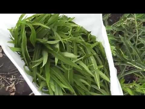 Видео: Приготовление Иван чая в домашних условиях