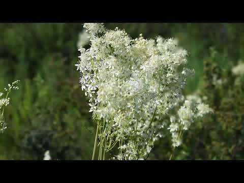 Видео: Салауат