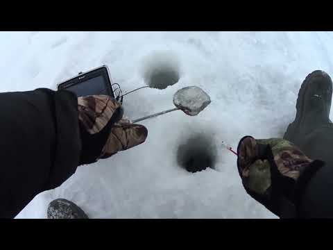 Видео: Пруд Гаи  Окунь.