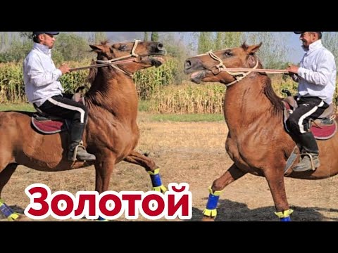 Видео: Золотойго Жет Улагы Таамай ✊️