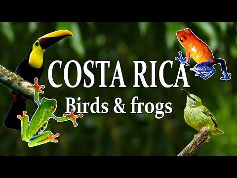 Видео: Птицы и лягушки Сарапики, Коста-Рика / Tirimbina Biological Reserve, Sarapiqui Costa Rica (EN subt)