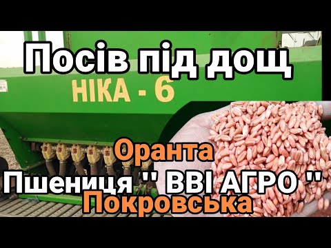 Видео: 17.09.25. Пшениці ''ВВІ АГРО'', ''Оранта'' та '' Покровська''.Та ячмінь'' Ізоцель ''.Посів під дощ.