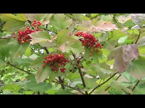 Видео: ремонт стиральной машинки