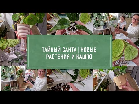 Видео: ТАЙНЫЙ санта, НОВЫЕ растения и кашпо. ВЛОГ