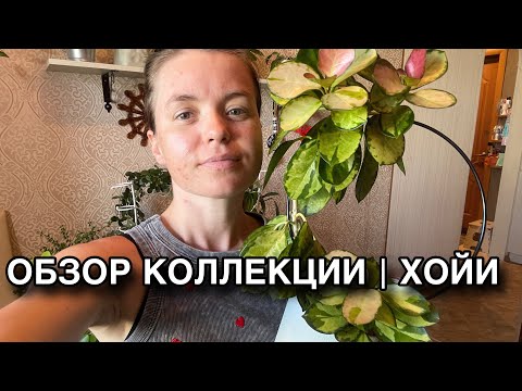 Видео: ОБЗОР коллекции хой | ХОЙИ