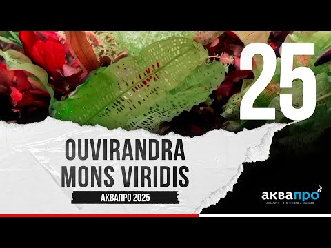 Видео: 25. Ouvirandra Мons viridis. #АкваПро