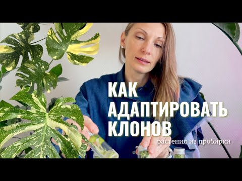 Видео: АДАПТИРУЕМ КЛОНА / Как вырастить РАСТЕНИЯ из ПРОБИРОК / Клоны алоказии и монстеры