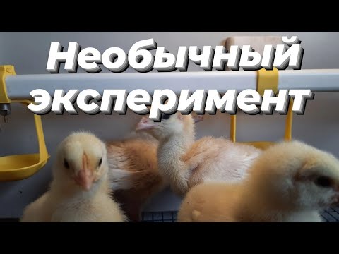Видео: ИНДЮШАТА И ЦЫПЛЯТА в одной клетке. КТО ВЫЖИВЕТ?