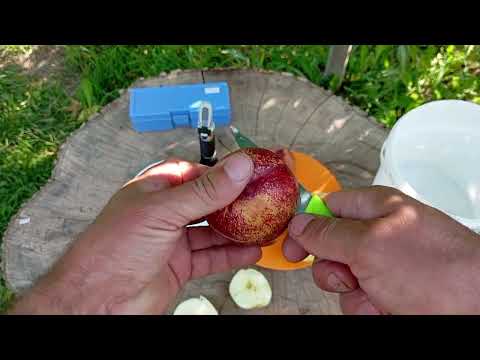 Видео: 5.08.2025. нектарини: Супер Квін( Калдезі 2000) та не Калдезі 2000,або солодке з малим вмістом цукру