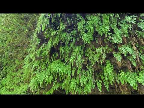 Видео: Парк Дендрарий Якорная Щель. в Сочи 