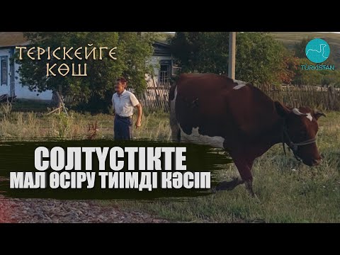 Видео: Теріскейге көш | Солтүстікте мал өсіру тиімді кәсіп | 5 шығарылым