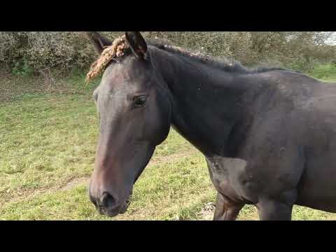 Видео: Обзор жеребят 2025года . Часть1 