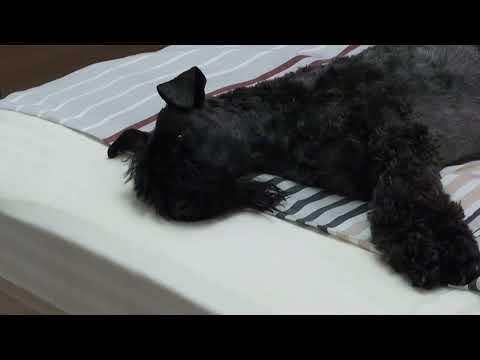 Видео: Керри блю терьер: спят усталые керрюшки / Kerry Blue Terrier: sleep tired kerries