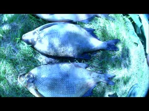 Видео: Ленинградская обл.рыбалка   река  свирь17 июня 2017 подход крупного ЛЕЩА