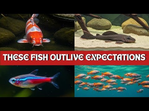 Видео: 7 самых выносливых и долгоживущих рыб для аквариумистов