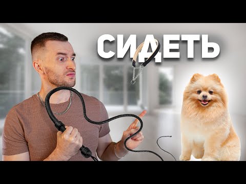 Видео: Научил Щенка Команде "Сидеть" за 5 минут / Тест \ 12 команд за 8 дней