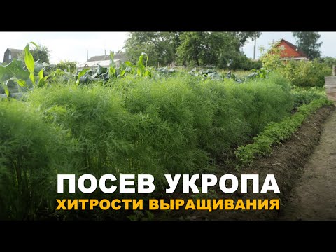 Видео: УКРОП ВЫРАСТЕТ ПРОСТО ЗАГЛЯДЕНЬЕ. Методы посева и выращивания укропа.