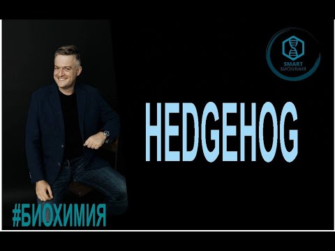 Видео: Биохимия: HedgeHog путь