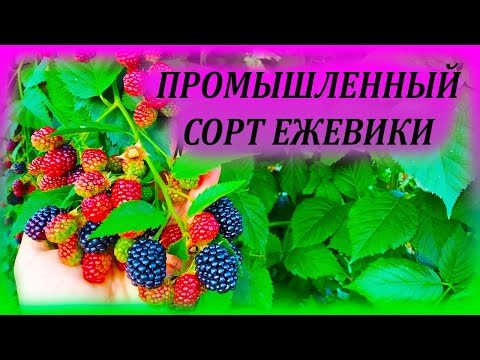 Видео: Самый урожайный сорт ЕЖЕВИКИ в моей коллекции. Безшипая ежевика БЛЕК САТИН. Выращивание ежевики.