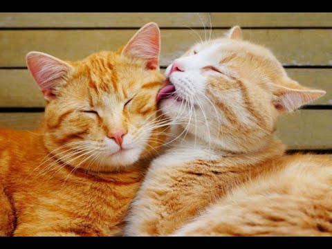 Видео: 🐕 Ты мой сладенький! 😸 Смешное видео с собаками, кошками и котятами! 🐈