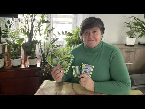 Видео: Коли сіяти капусту // МІЙ ДОСВІД ВИРОЩУВАННЯ.