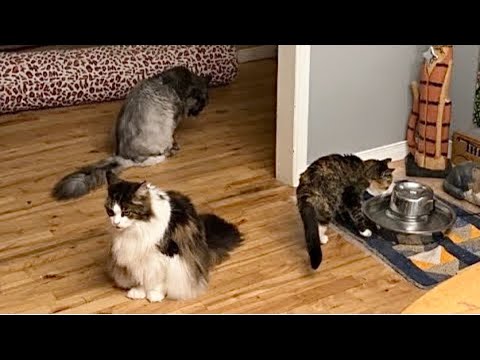 Видео: 🔉Вставайте и мяукайте, 4 пушистых кота 😸😸😸😸 Утренняя рутина