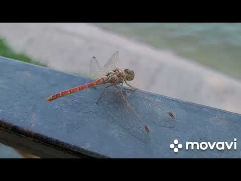 Видео: Алматы#парк#озеро со всех сторон#базар# дом.дела.