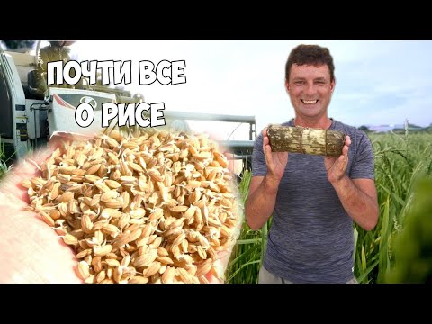 Видео: Рис! И вкуснейшая тушёнка!