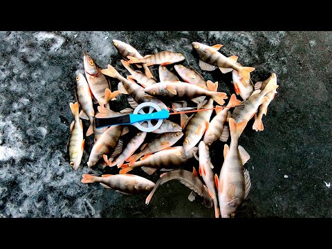 Видео: ЗИМНЯЯ ЛОВЛЯ ОКУНЯ НА БЛЕСНУ ПО ПЕРВОМУ ЛЬДУ! Первый лёд 2021-2022!