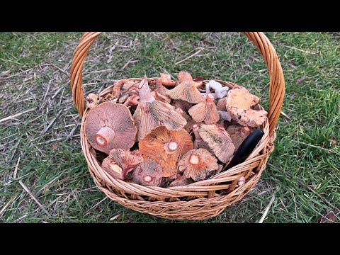 Видео: ВОТ ЧЕГО НЕ ОЖИДАЛА ТАК В ЭТОМ МЕСТЕ РЫЖИКИ НАЙТИ, их там раньше никогда не было)😳🍄‍🟫🍄‍🟫🍄‍🟫1 часть