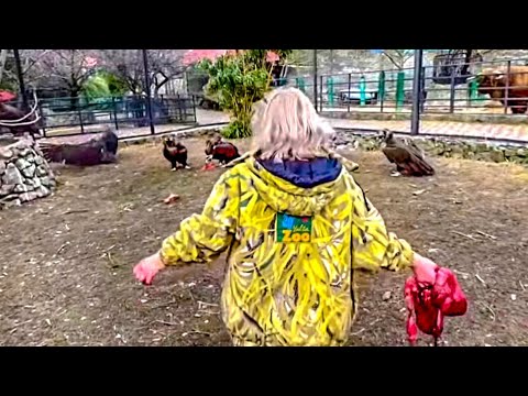 Видео: Татьяна Ивановна показала как эти ОГРОМНЫЕ птицы ПРОСТО разрывают добычу на куски!