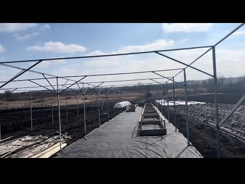 Видео: 5млн.руб ЗА 3 месяца -ПИТОМНИК В ОГОРОДЕ-50 СОТОК-БЫСТРЫЕ ДЕНЬГИ НА ЗЕМЛЕ-ТАК МОЖЕТ КАЖДЫЙ!!!