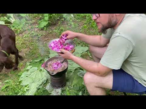 Видео: Чай из цветков шиповника . Способ заваривания шиповника #еданакостре #леснаякухня #шиповник