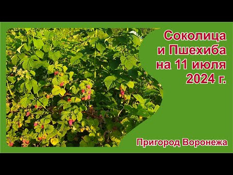 Видео: Соколица и Пшехиба на 11 июля 2024 г. Пригород Воронежа