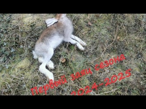 Видео: Охота на зайца с эстонской гончей по чернотропу 2024