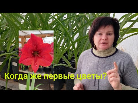 Видео: Сколько нужно времени от семени до цветения у сеянцев Гиппеаструмов?