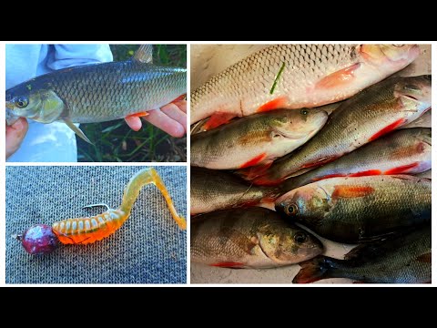 Видео: Окунь и голавль на микроджиг.