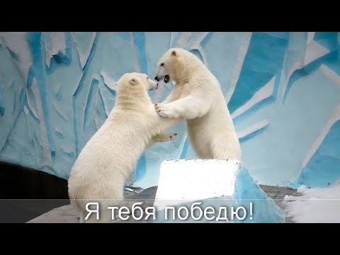 Видео: Спокойная жизнь надоела медвежатам! Сестренки боролись друг с другом, а затем решили победить Герду.