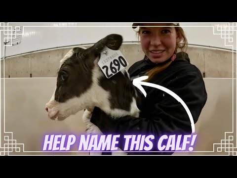 Видео: Один из самых крошечных телят, которые у нас когда-либо были!