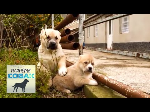 Видео: Грузинские аборигенные собаки. Планета собак 🌏 Моя Планета