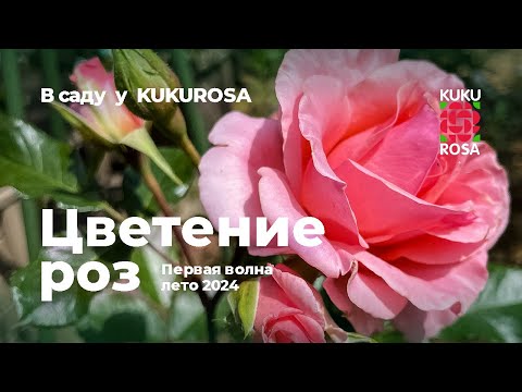 Видео: Цветение роз в саду KUKUROSA🌹 Первая волна июль 2024