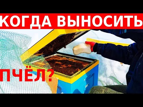 Видео: Пчелы нагревают зимовник как печь/когда выставлять пчел/сибирский пчелоблог Дмитрия Романова