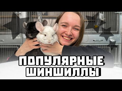 Видео: Популярные окрасы Шиншилл | Недооцененные шиншиллы