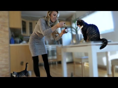 Видео: # 76 Влог! Вся правда о кошках! Шоппинг для дома для семьи!